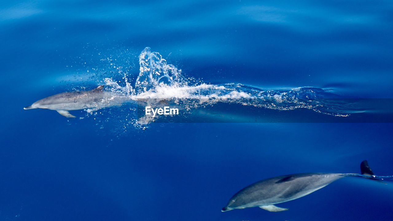 High angle view of dolphins swimming in sea