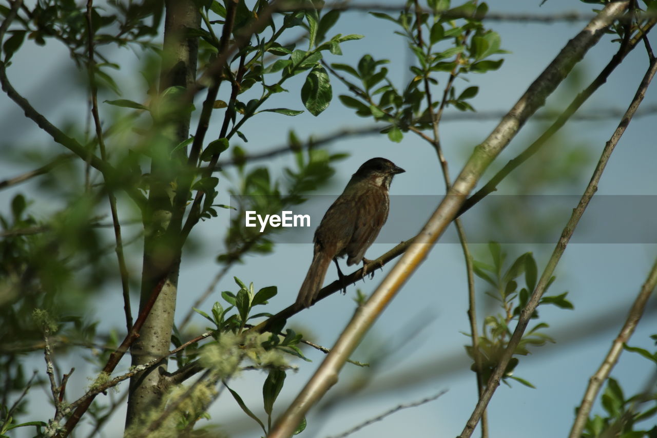 Low angle view of sparrow bird perching on a branch 