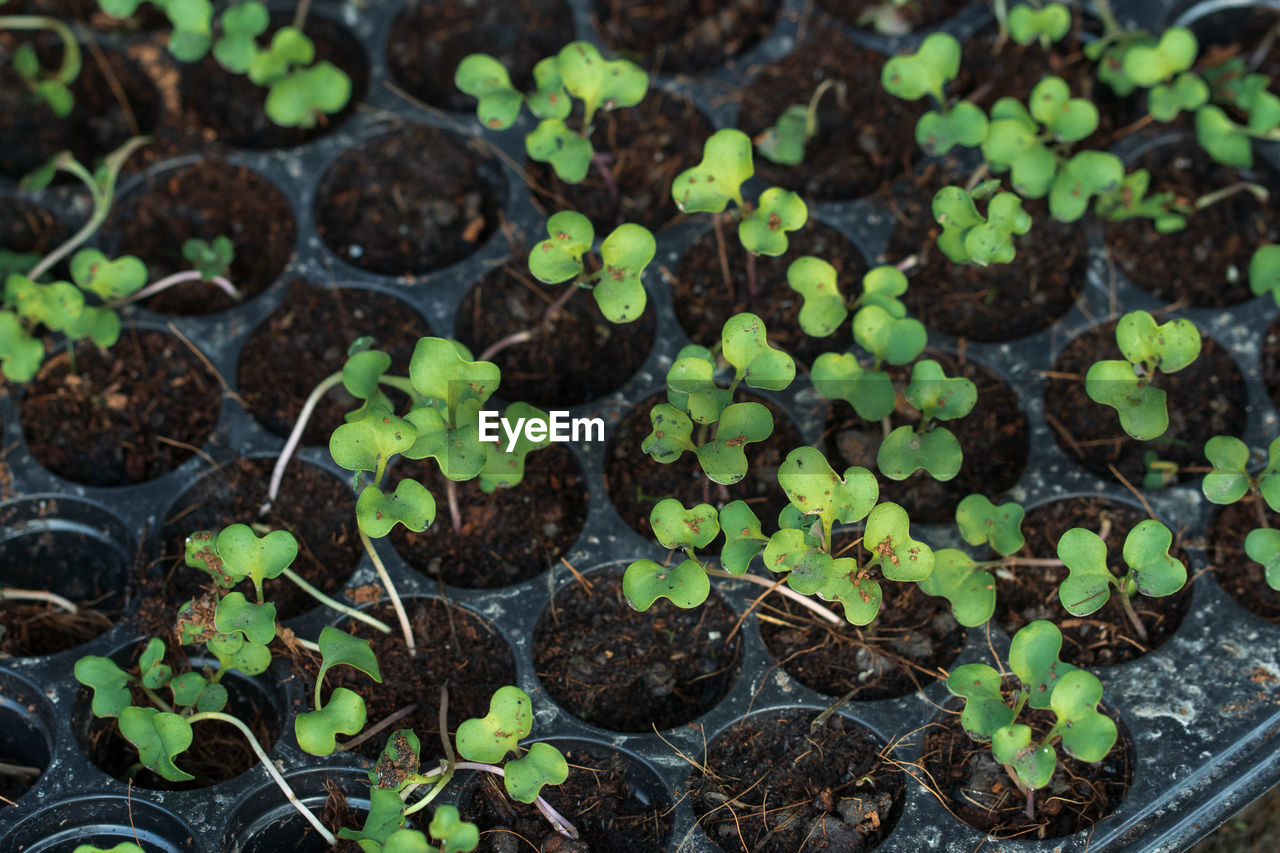 HIGH ANGLE VIEW OF SMALL PLANTS GROWING IN FIELD