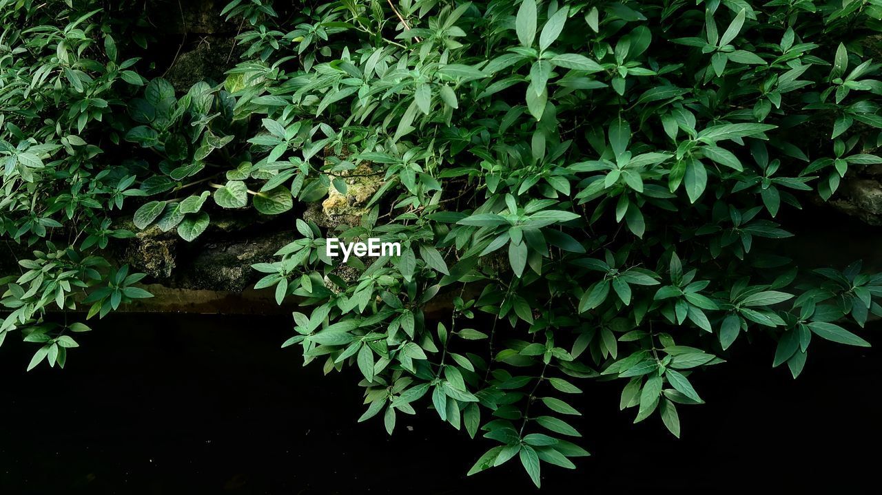 Close-up of plant