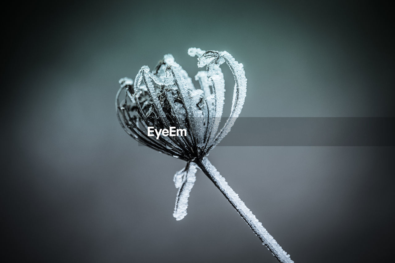 Close-up of frost flower in white background