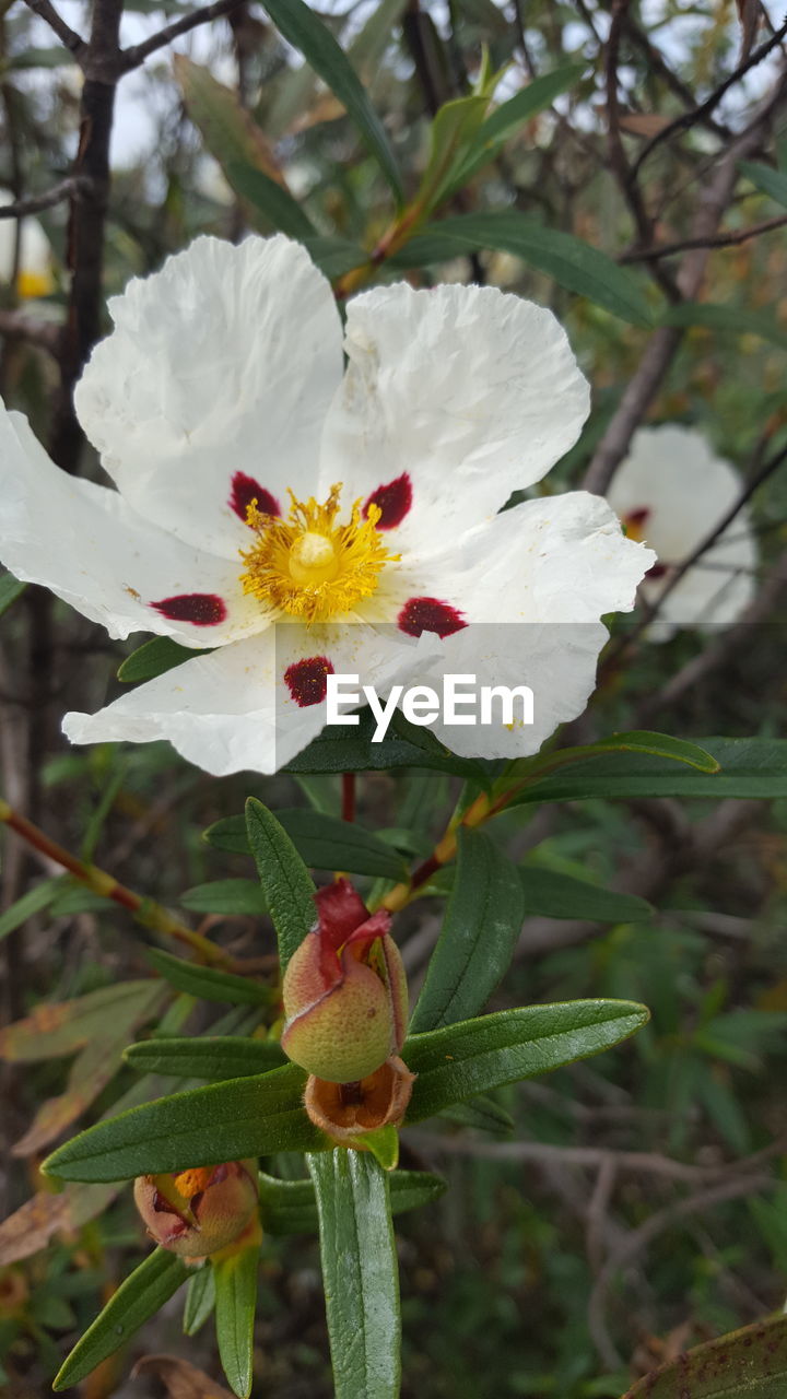 Close-up of white flowers blooming outdoors