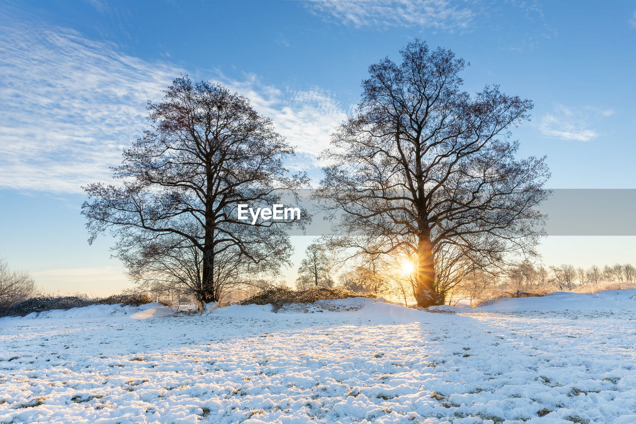 Bare trees on snow covered field against sky