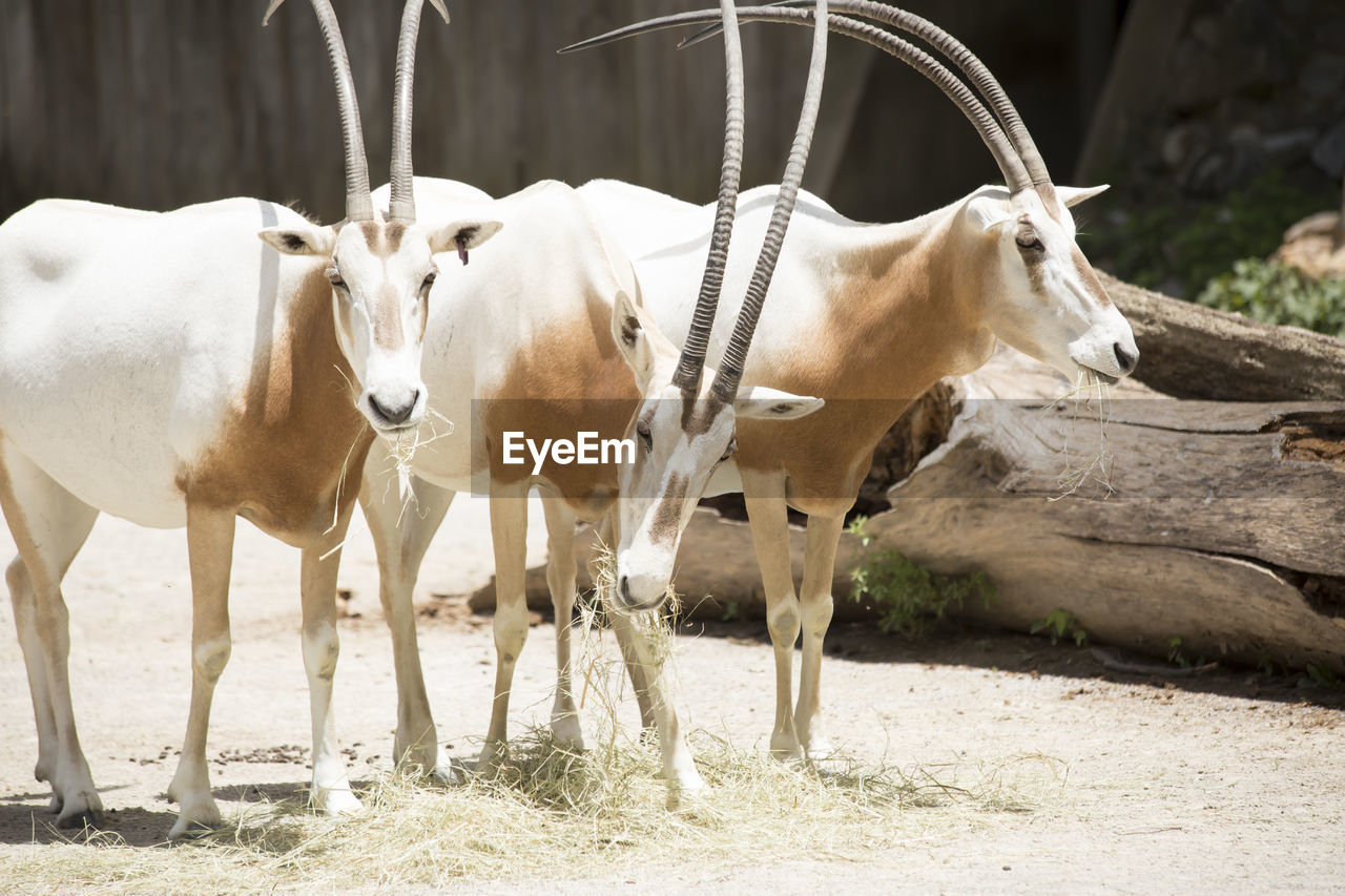 VIEW OF HORSES ON FIELD