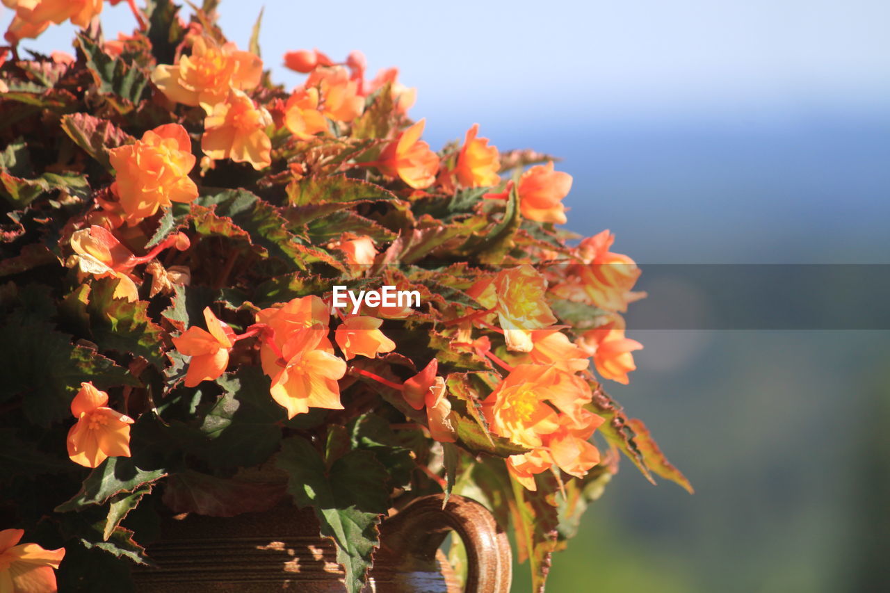 CLOSE-UP OF ORANGE FLOWER ON PLANT