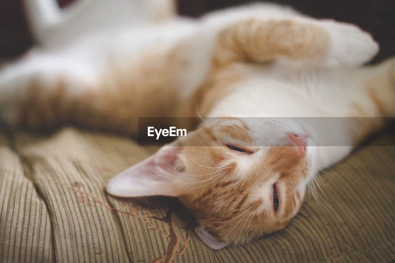 High angle view of cat lying on bed at home