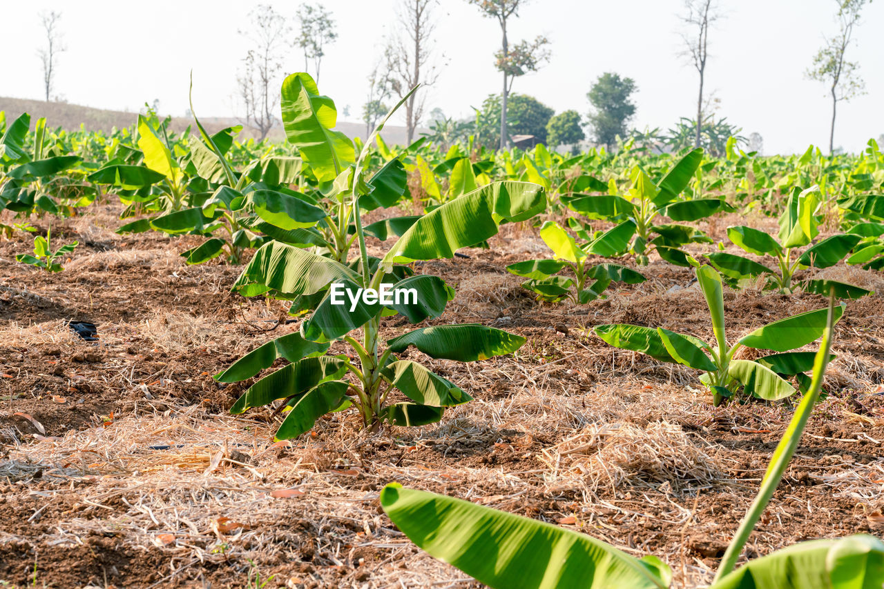 PLANT GROWING ON FIELD