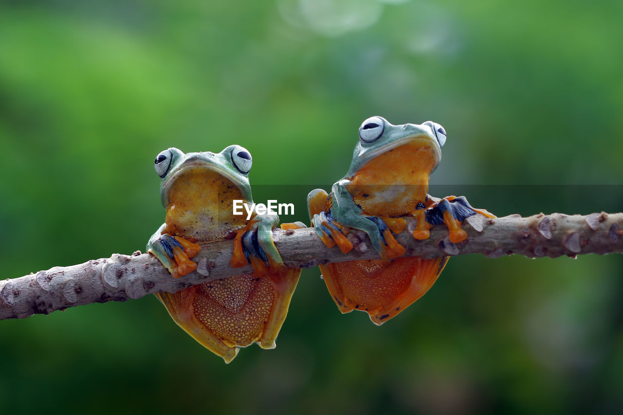 Close-up of frogs on branch