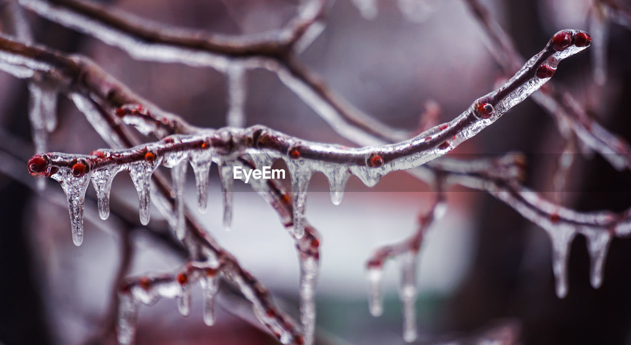 Close-up of icicles on branch during winter