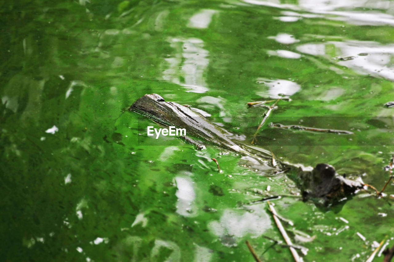 Close-up of turtle swimming in water