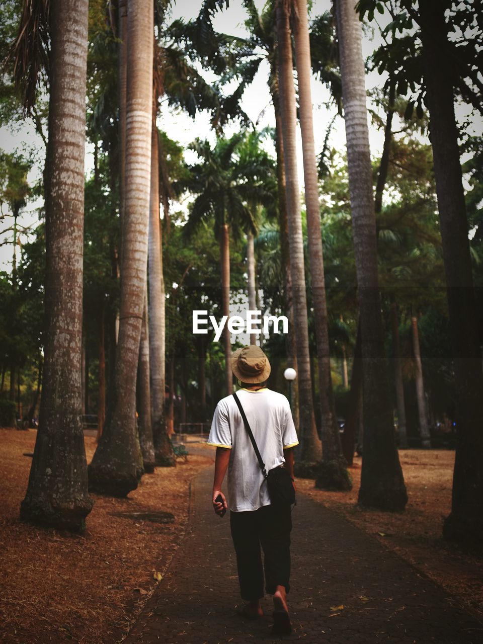 Rear view of man walking amidst trees