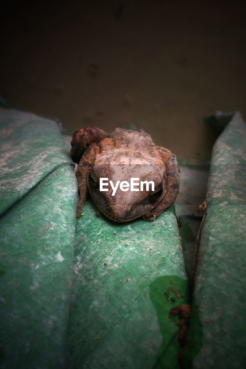 CLOSE-UP OF A FROG