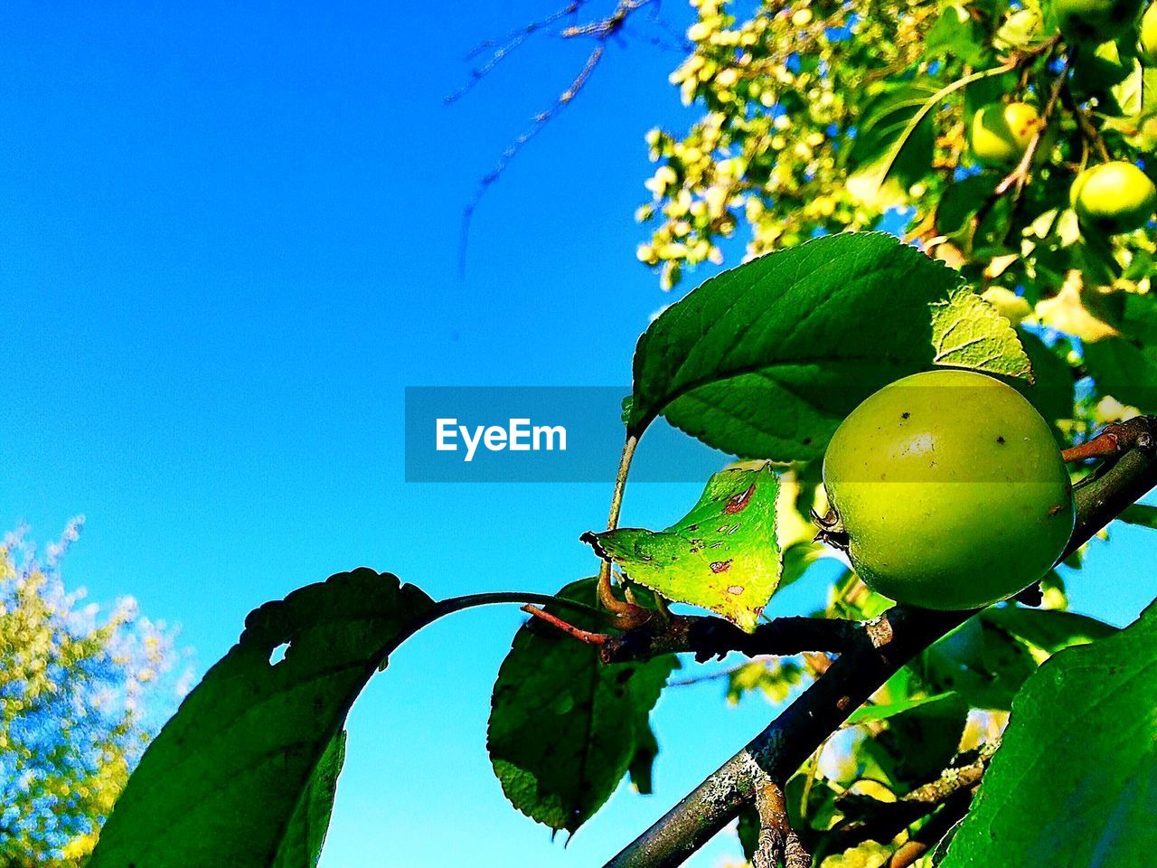 LOW ANGLE VIEW OF FRUITS ON TREE