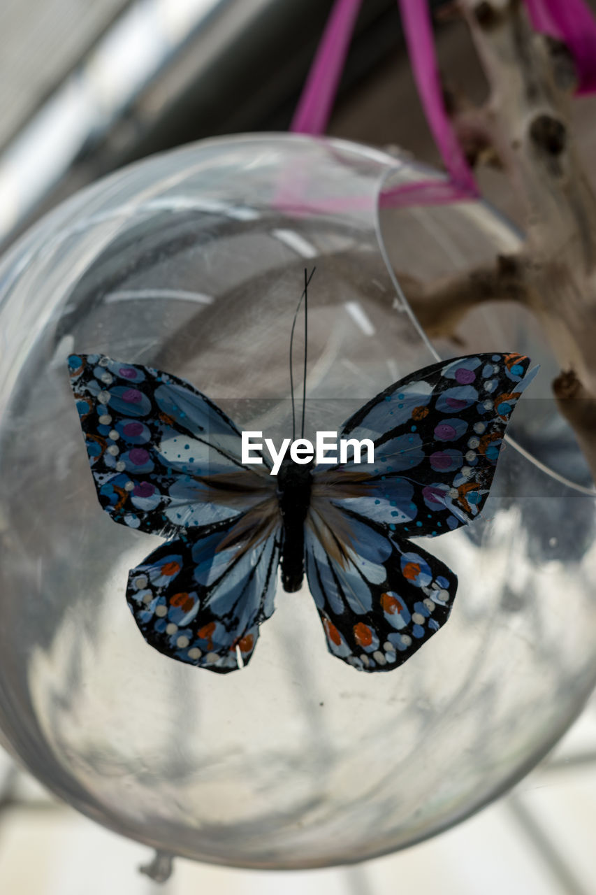 BUTTERFLY ON LEAVES