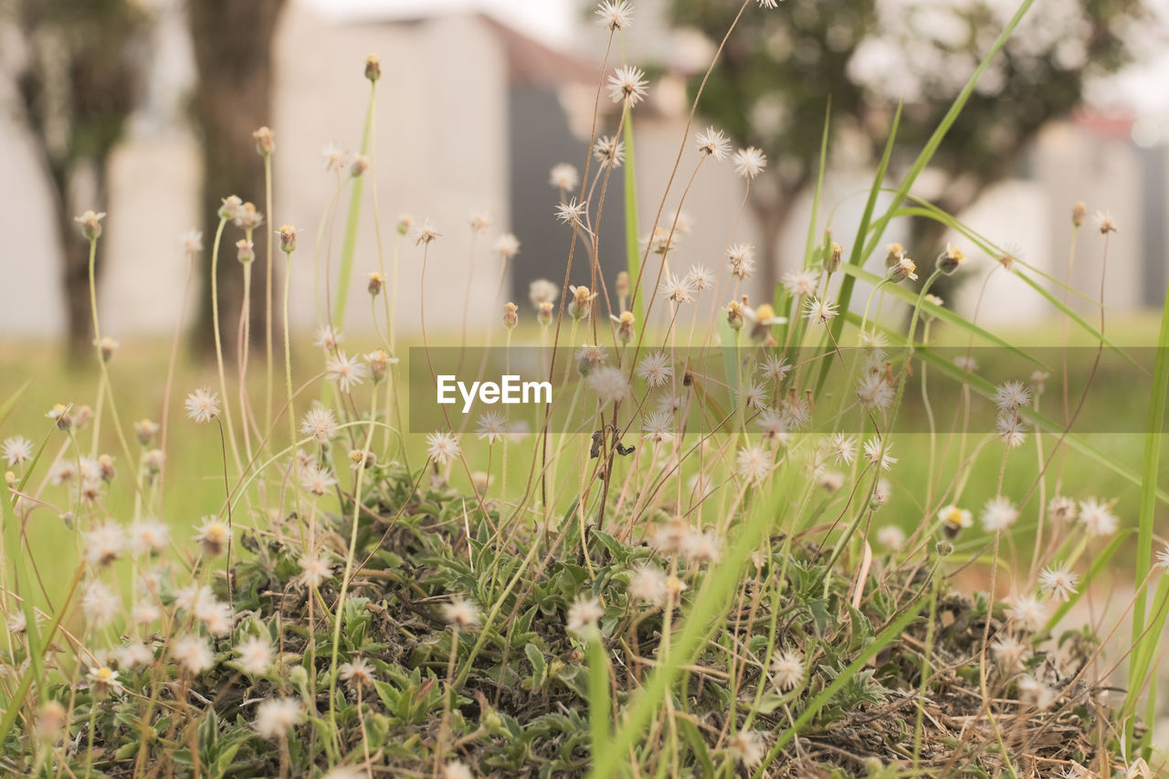 Close-up of flowering plants on field