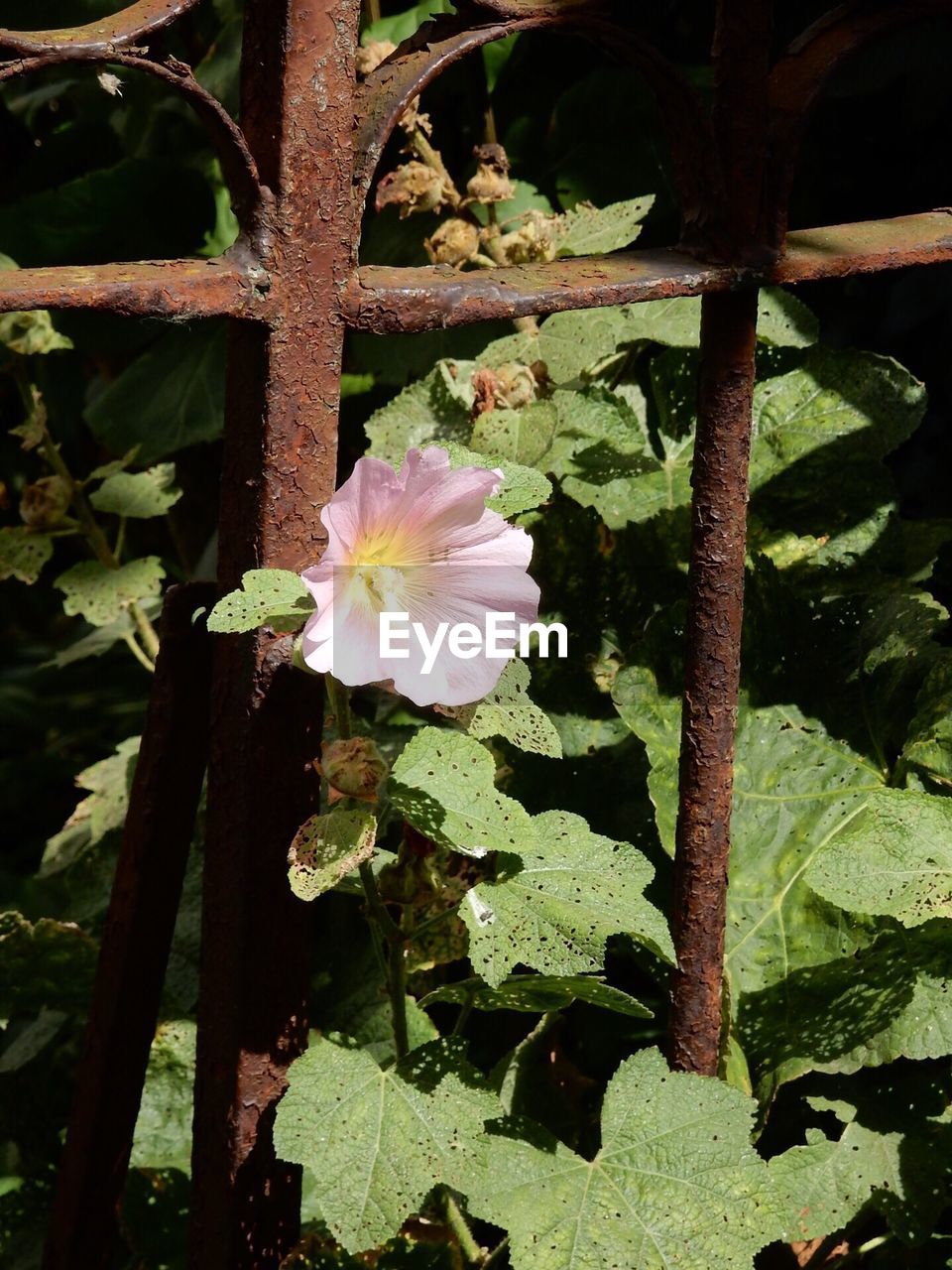 CLOSE-UP OF HIBISCUS BLOOMING