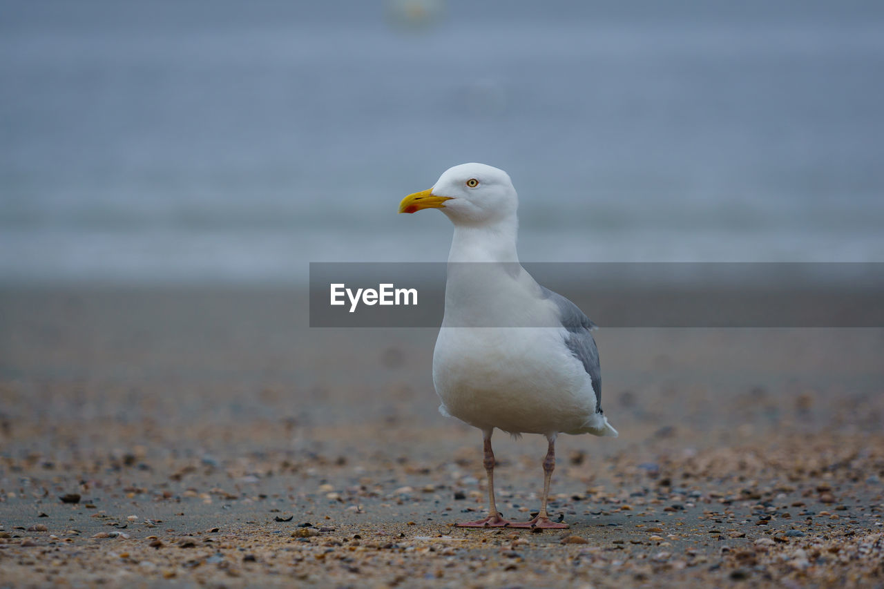 SEAGULL ON A BEACH