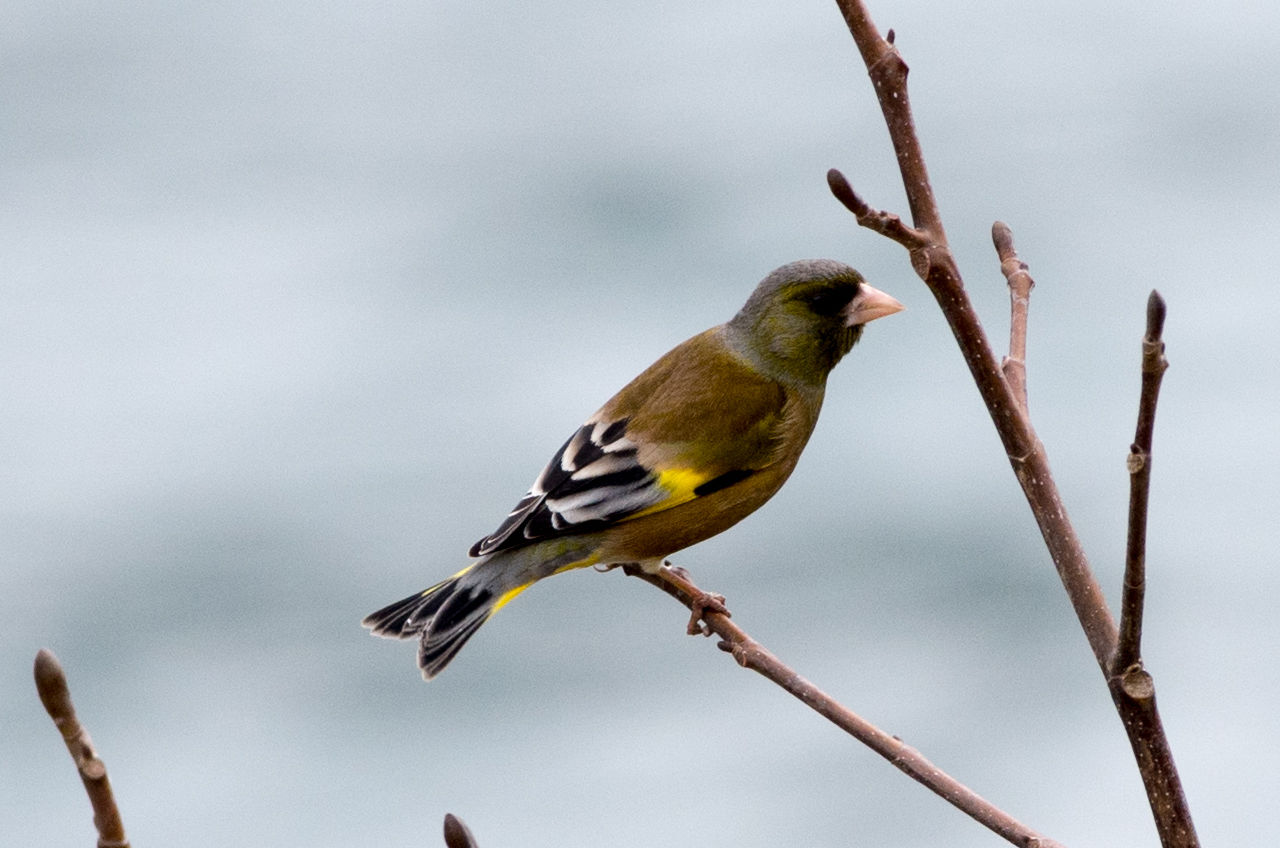 Close-up of songbird perching on tree branch