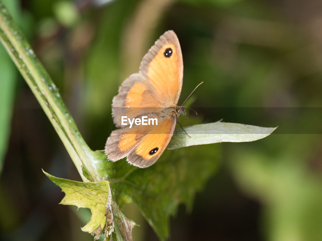 CLOSE-UP OF BUTTERFLY PERCHING ON PLANT