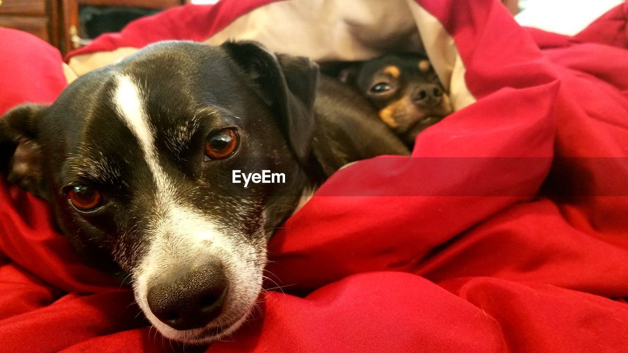 CLOSE-UP PORTRAIT OF DOG RELAXING ON BED