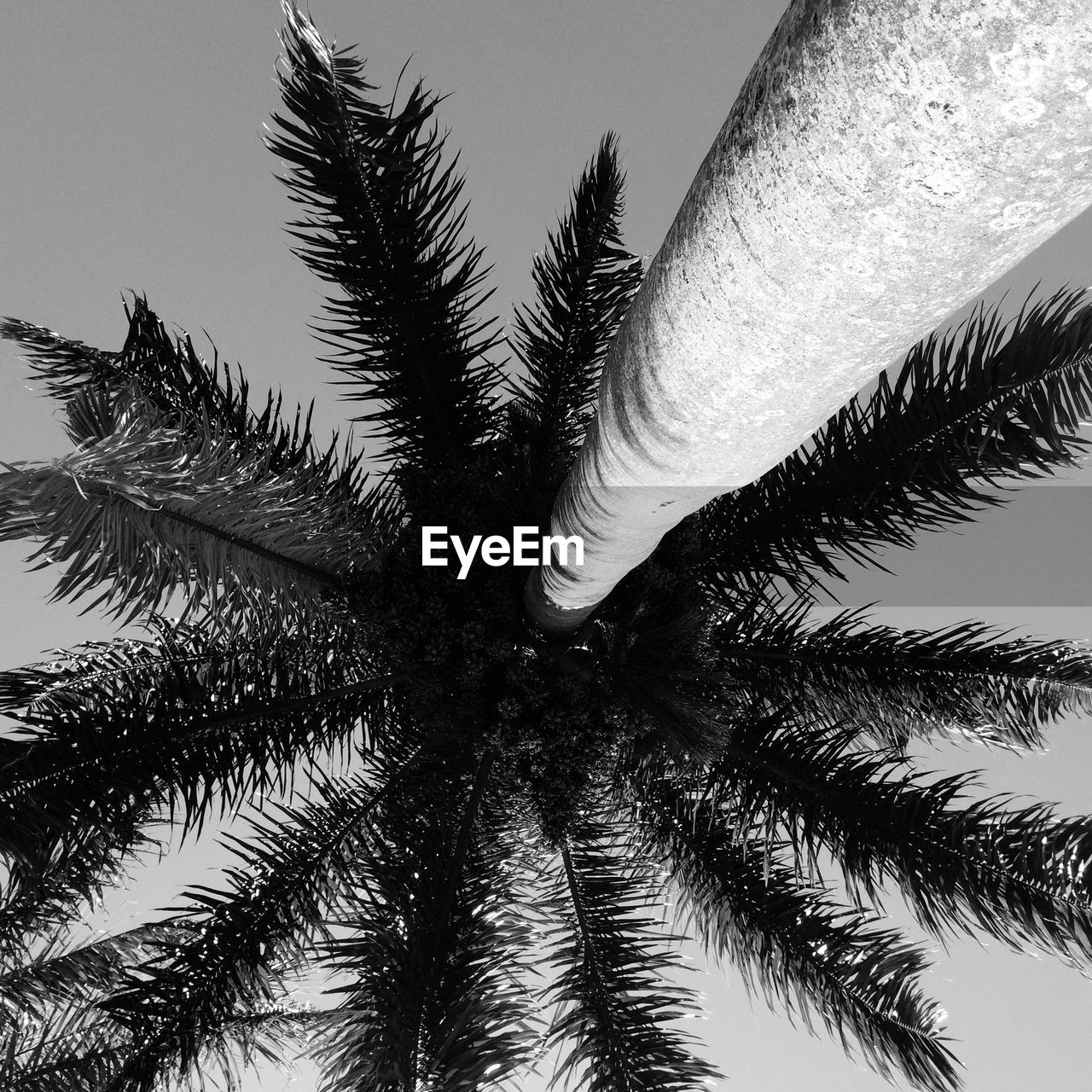 Low angle view of palm tree against clear sky