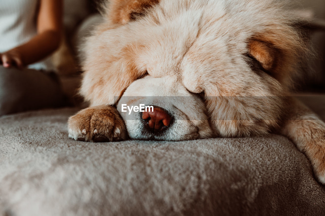 Close-up of dog sleeping at home