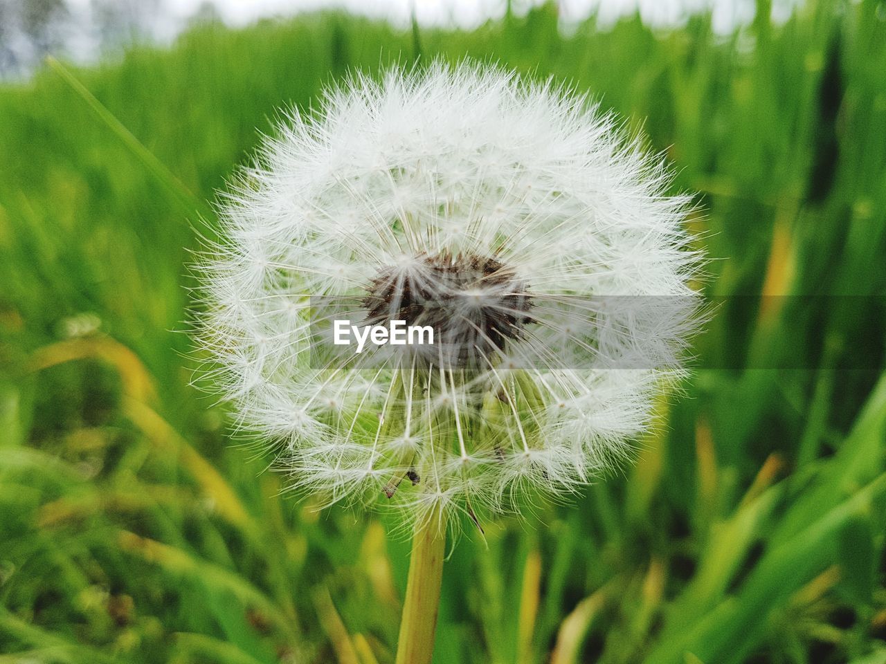 CLOSE-UP OF DANDELION FLOWER