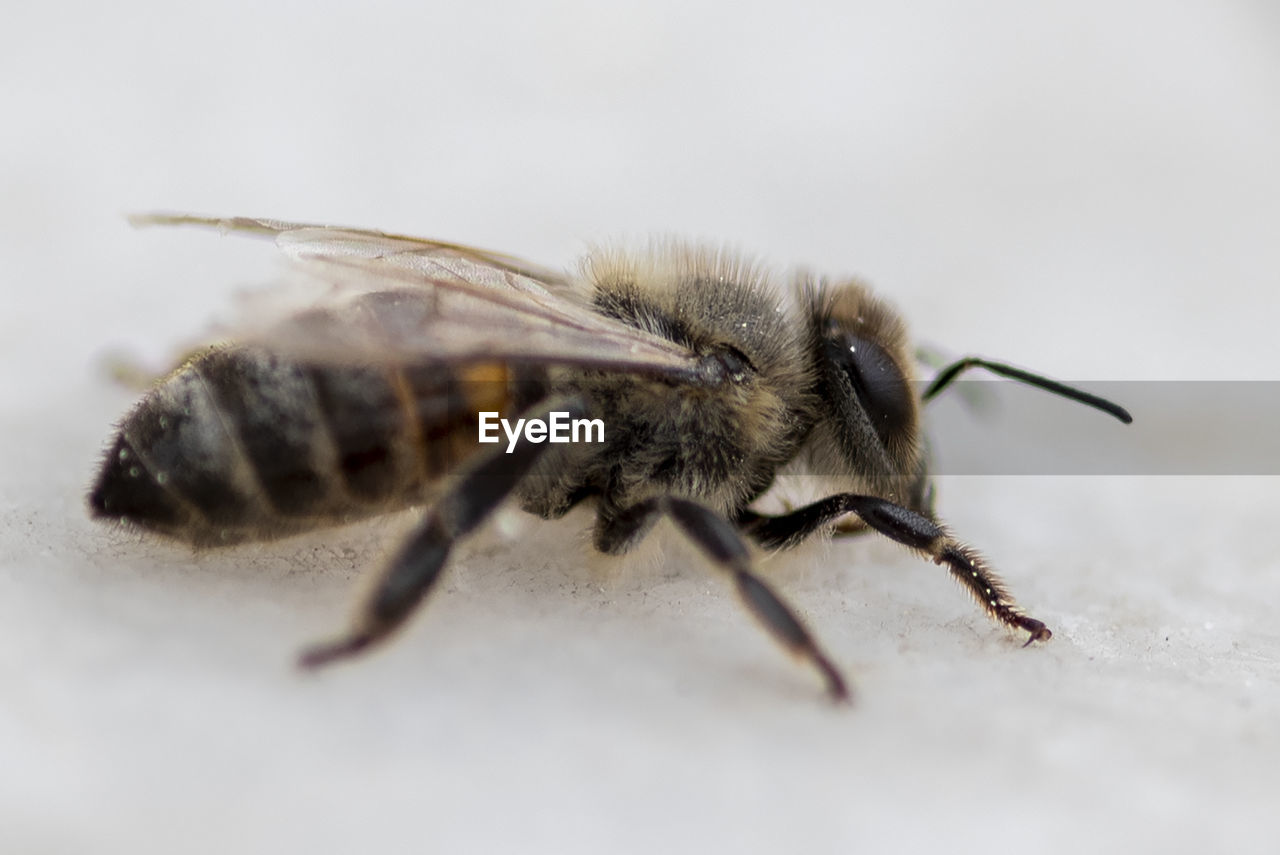 Honey bee landed on white surface