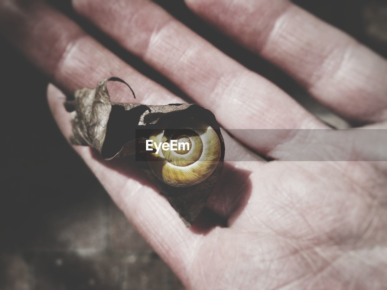 Cropped hand of person holding snail covered with dry leaf