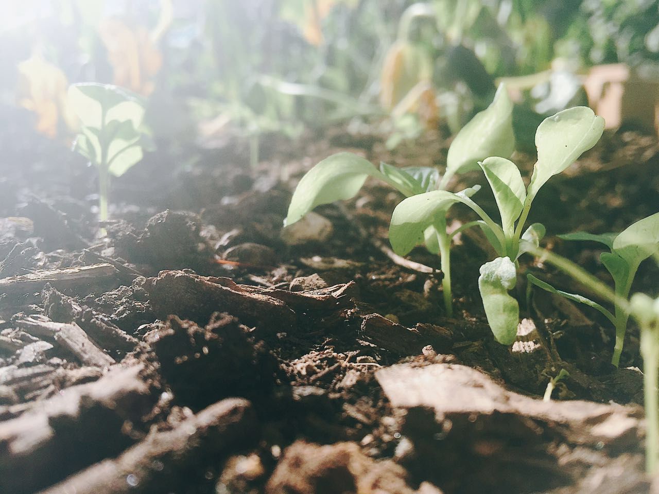 Close-up of plants growing outdoors