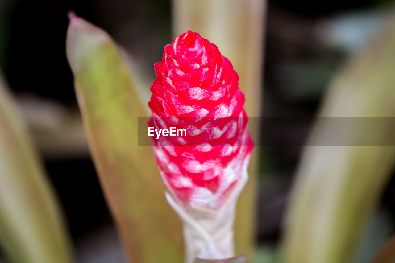 CLOSE-UP OF FLOWER AGAINST BLURRED BACKGROUND