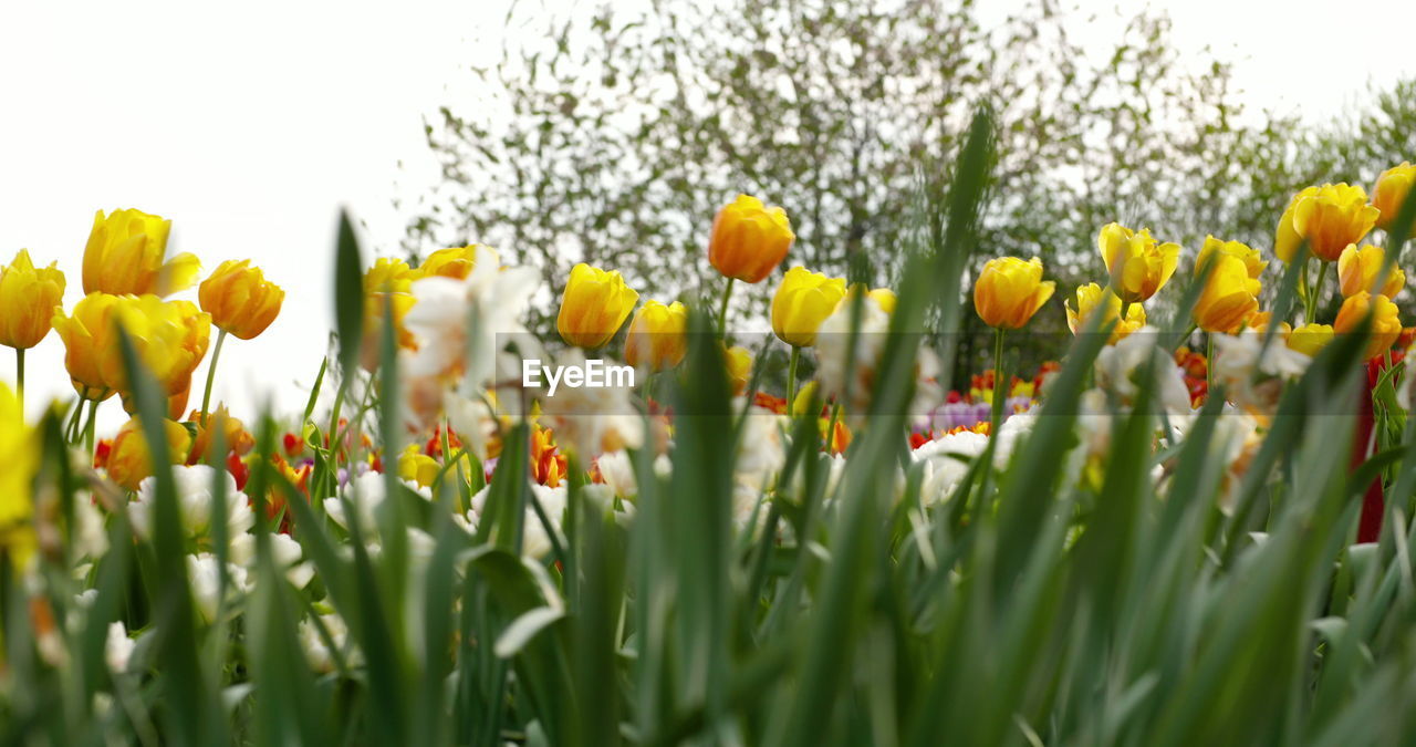 plant, flower, flowering plant, beauty in nature, yellow, freshness, growth, nature, field, springtime, tulip, sky, landscape, land, selective focus, close-up, fragility, no people, daffodil, green, flower head, rural scene, grass, petal, flowerbed, inflorescence, multi colored, blossom, environment, outdoors, vibrant color, meadow, ornamental garden, agriculture, plant part, day, summer, botany, leaf, plant bulb, plain, non-urban scene, garden, abundance