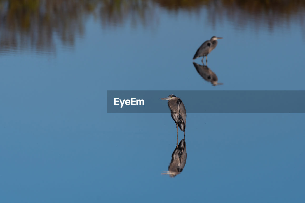 Two great blue herons standing over their reflections in the glassy water of a lake.