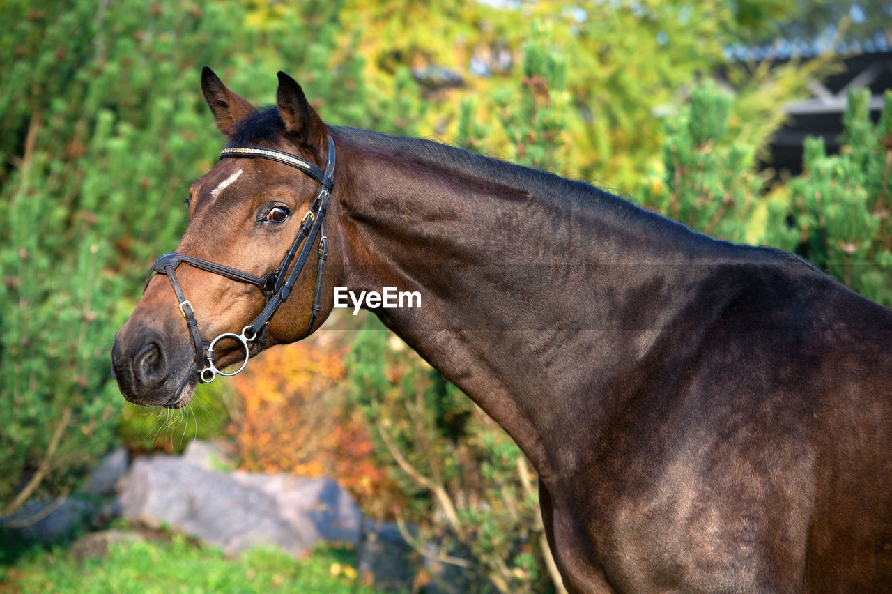 CLOSE-UP OF A HORSE