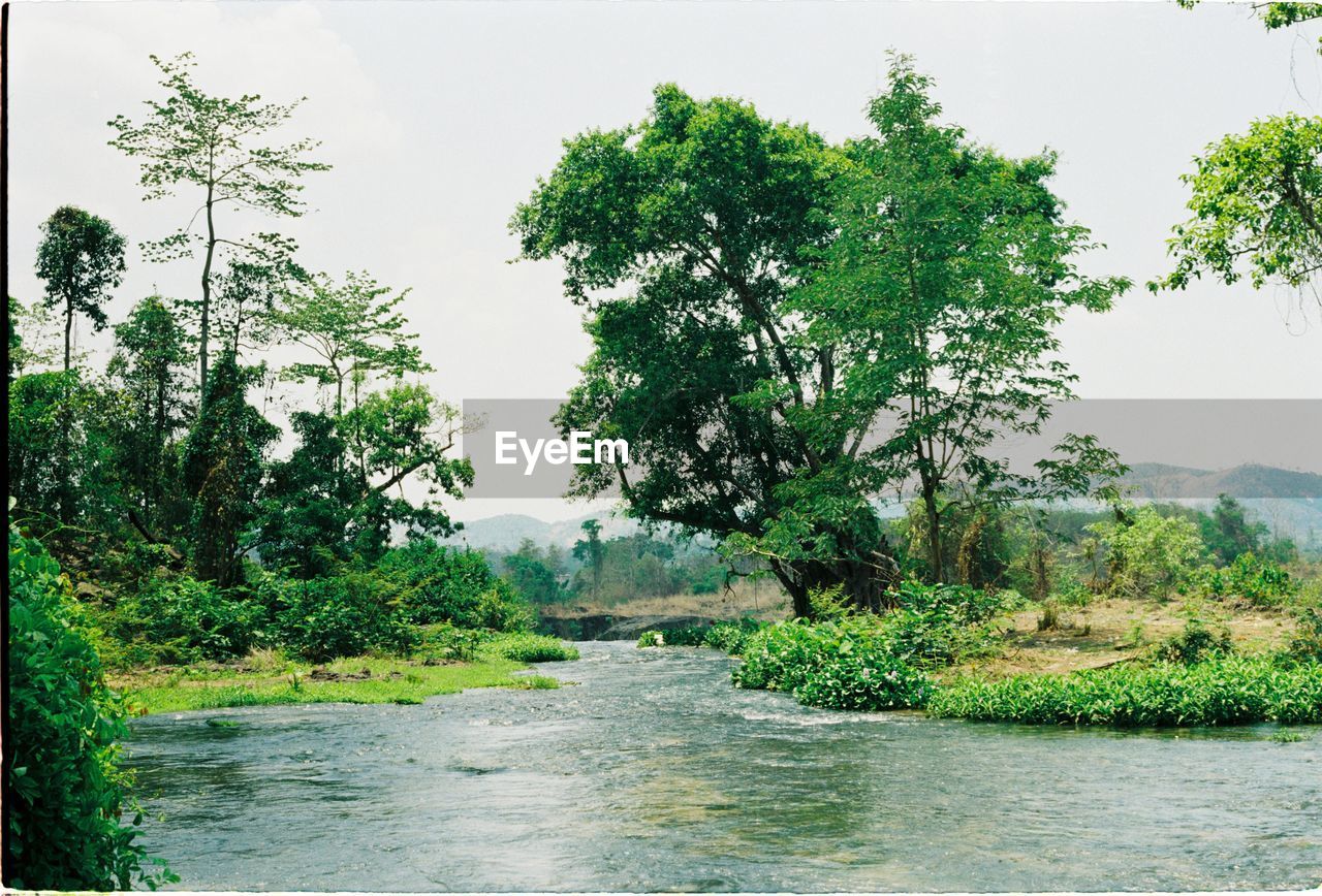 SCENIC VIEW OF RIVER BY TREES AGAINST SKY