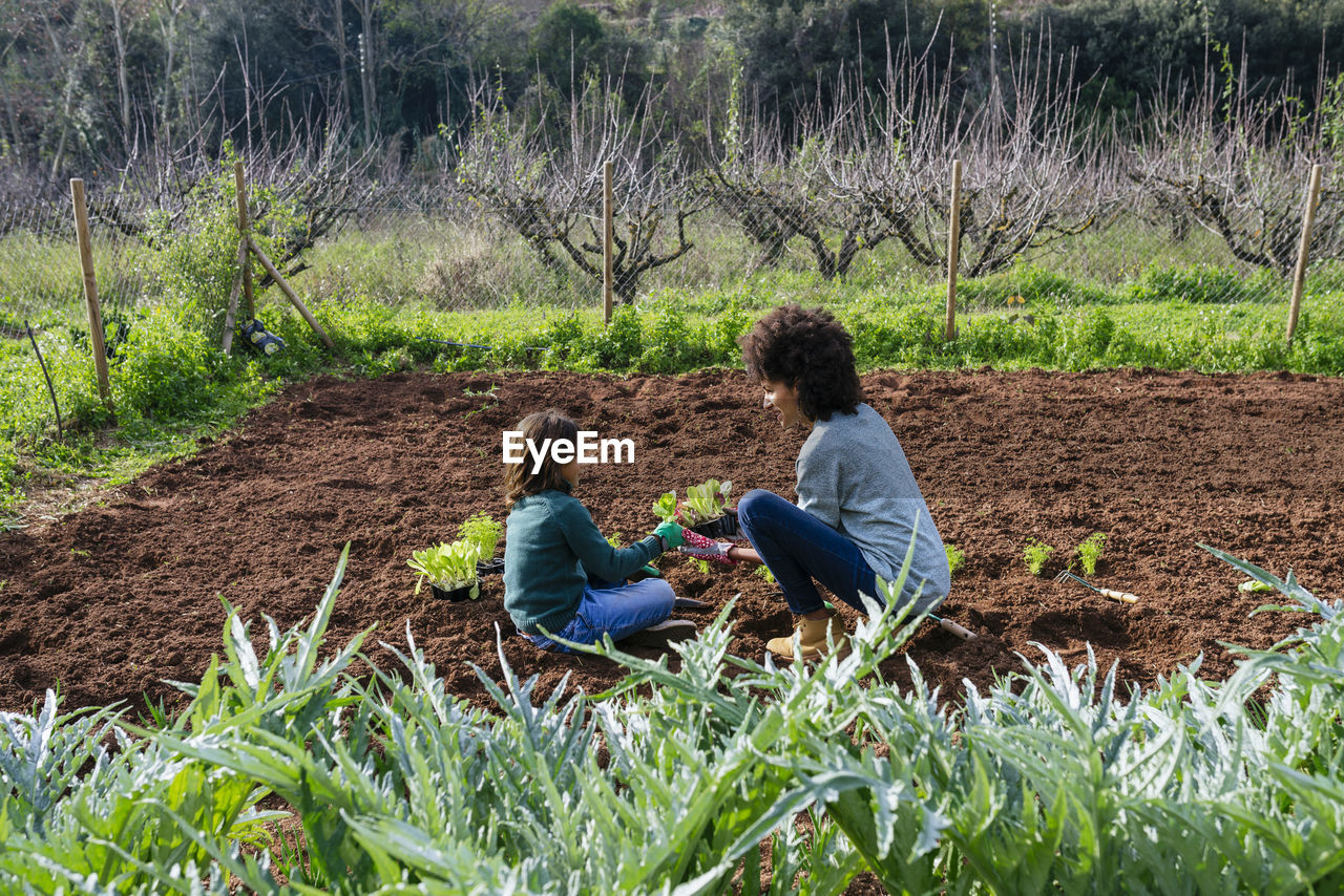 Mother and son planting lettuce seedlings in vegetable garden