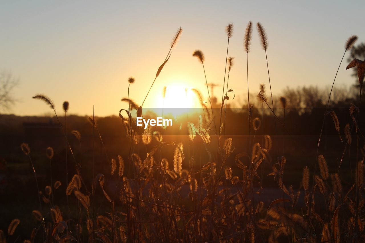 Plants on field during sunset