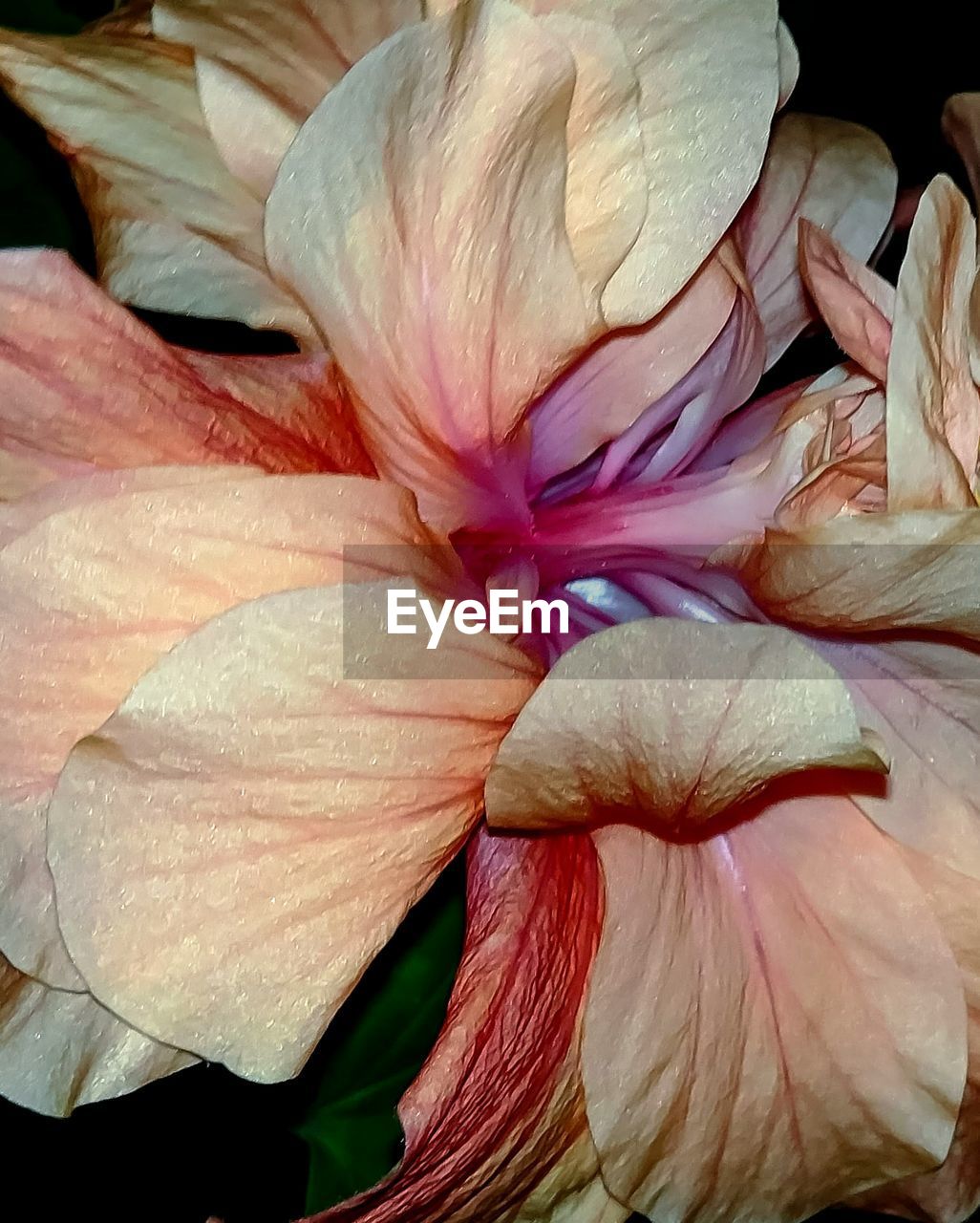 CLOSE-UP OF FLOWER AND LEAVES