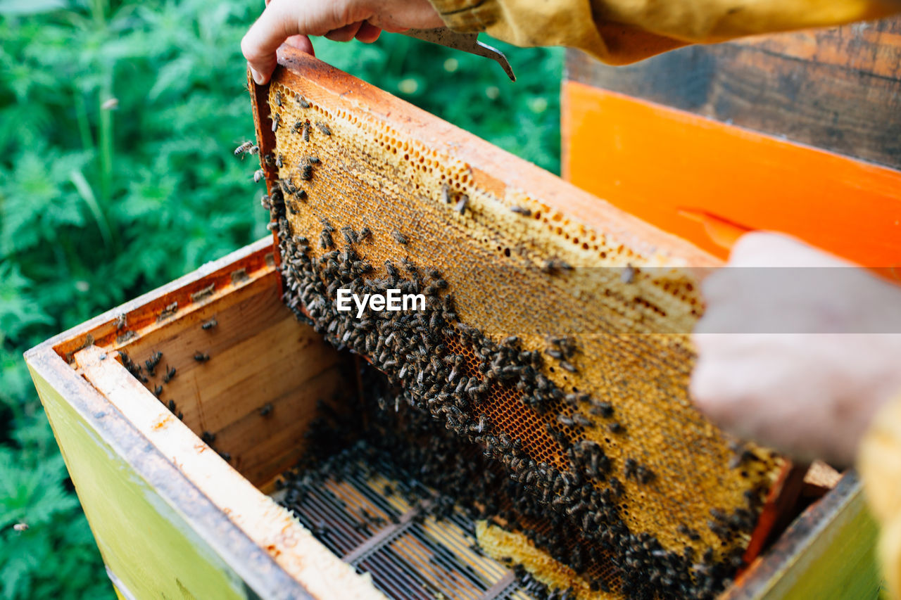 Midsection of beekeeper holding beehive tray 