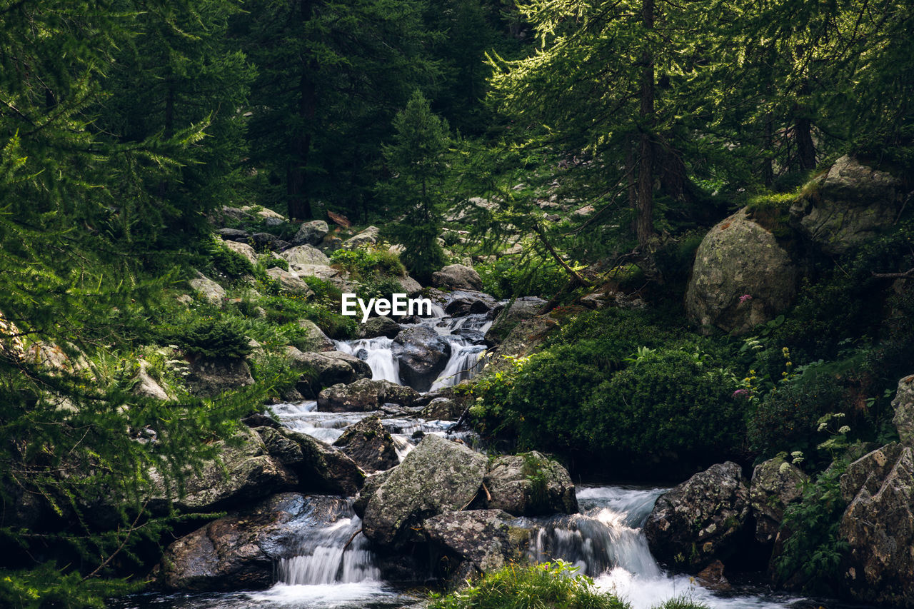 Stream flowing through rocks in forest