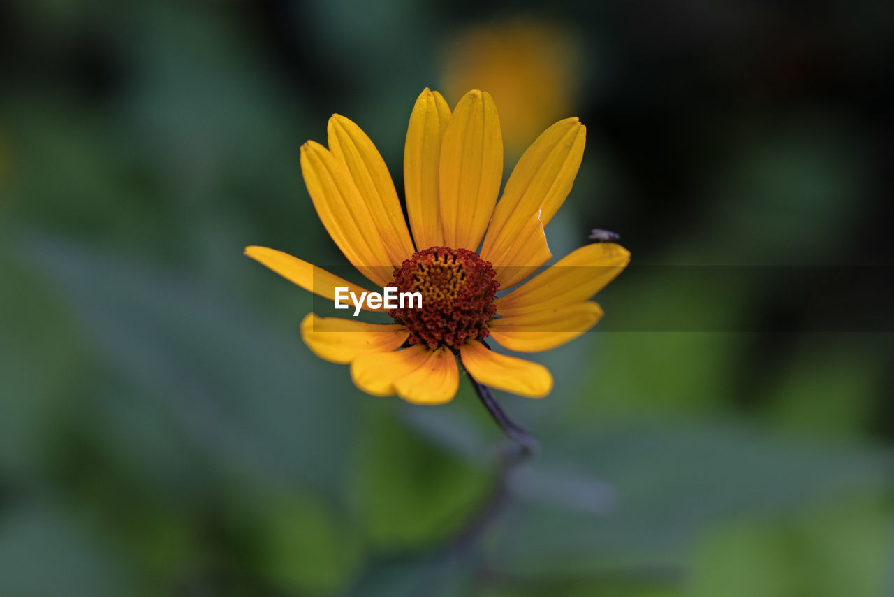 flower, flowering plant, plant, nature, yellow, freshness, beauty in nature, flower head, close-up, fragility, macro photography, growth, petal, inflorescence, no people, pollen, focus on foreground, wildflower, outdoors, botany, animal wildlife, plant stem, green, summer, selective focus, day