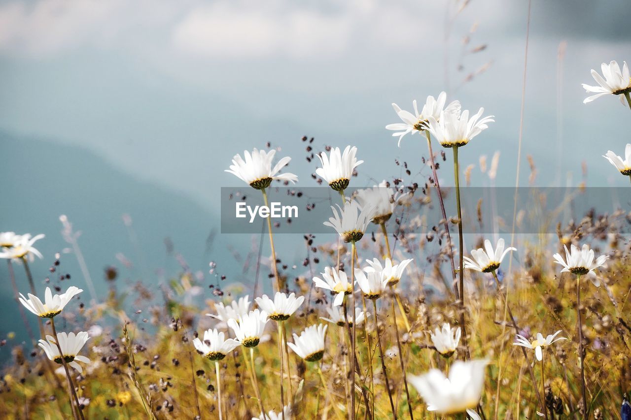 Close-up of white flowering plants on field