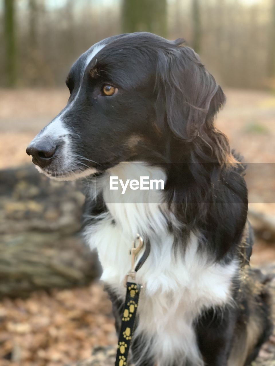 Close-up of dog looking away