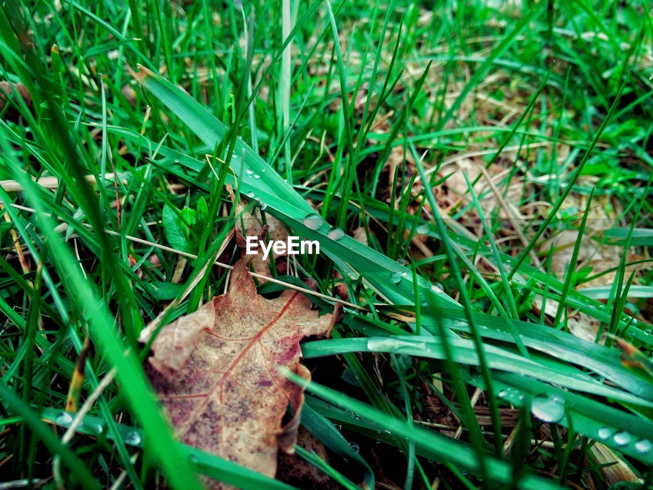 CLOSE-UP OF LIZARD ON GRASS