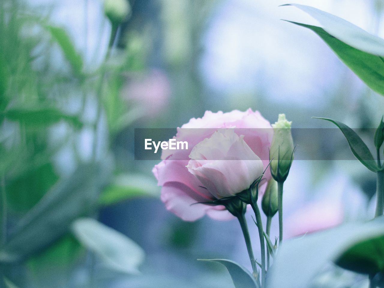 CLOSE-UP OF PINK FLOWER