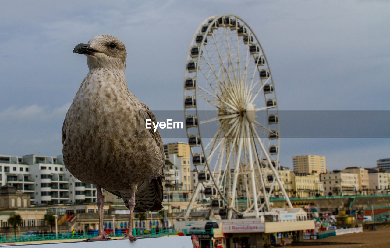Bird perching against ferris wheel in city