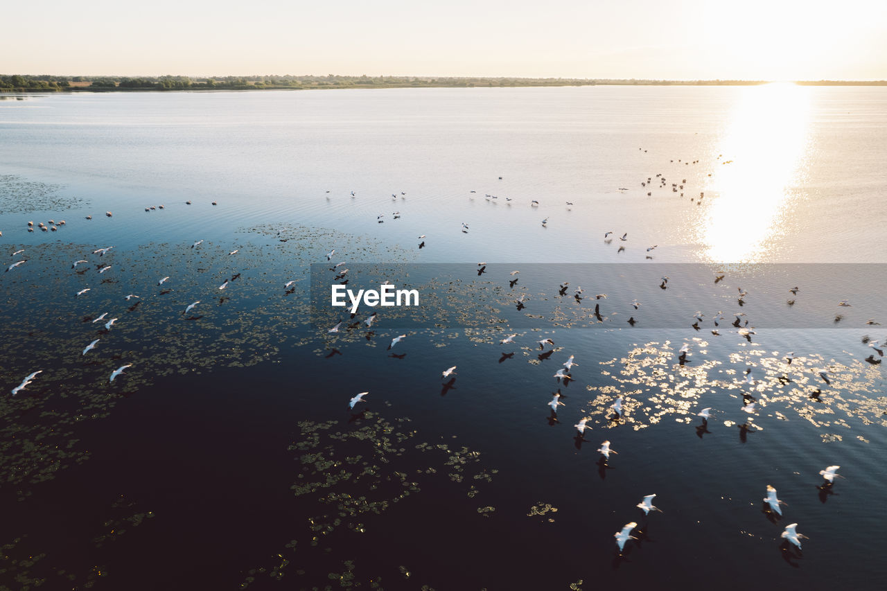 High angle view of pelicans on a lake at sunrise