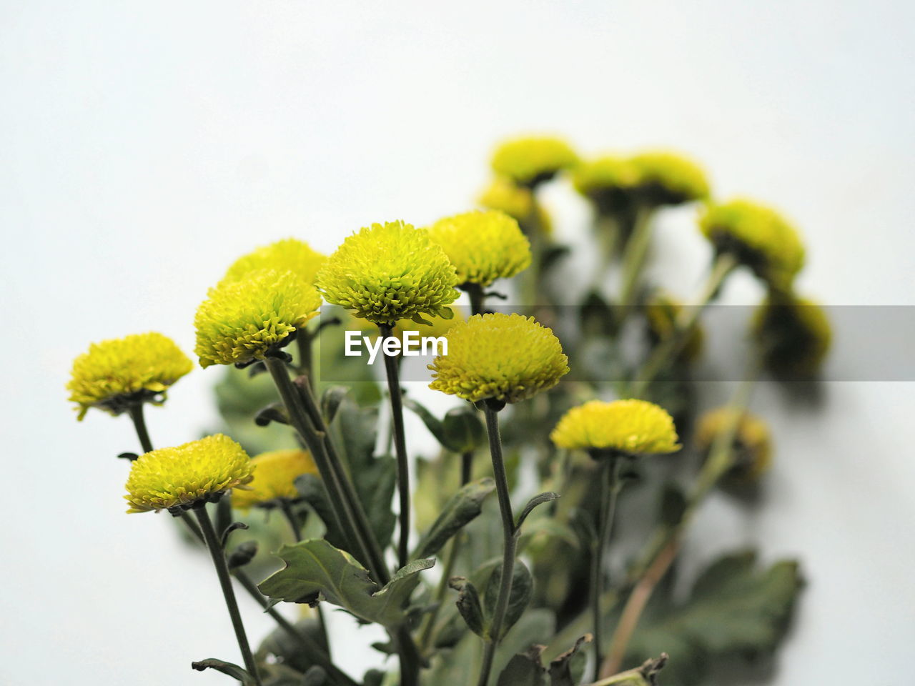 Bouquet of yellow decorative chrysanthemums close-up on a light gray background. autumn 