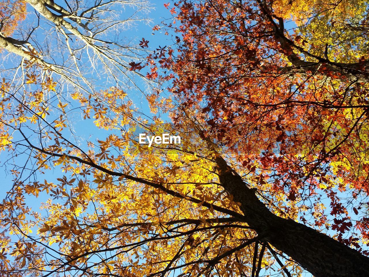 LOW ANGLE VIEW OF TREES AGAINST SKY