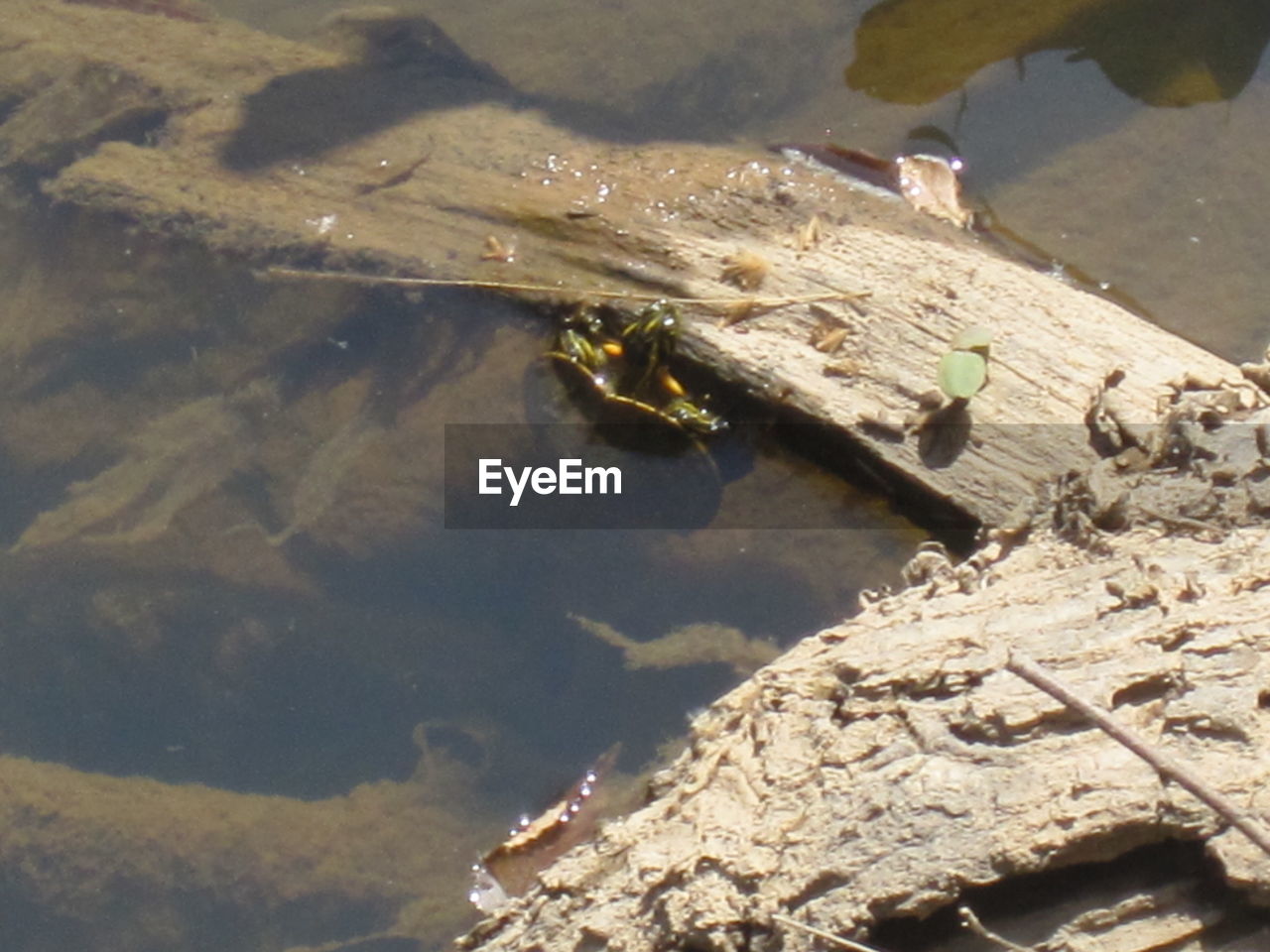 CLOSE-UP OF BEES ON WATER